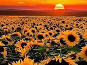 5.324 girasoles...