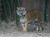 últimos tigres Sumatra