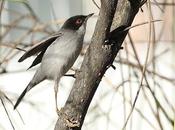 Curruca cabecinegra