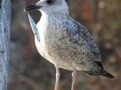 Gaviota anzuelo