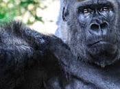 Riù, gorila triste.