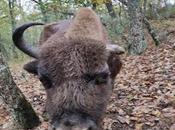 bisontes Cebrián Mudá