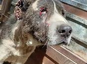 ¿Cuántos perros caza abandonados?