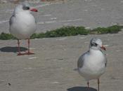Gaviotas cabecinegra
