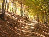 Otoño Tejera Negra, situado provincia Guadalajara