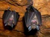 Andalucía alberga especies murciélagos habitan España