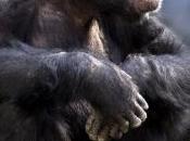 Psicocuriosidad: partes hacen falta