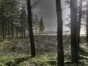 árboles adaptan rápido cambio climático