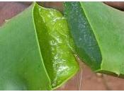 Medicamentos naturales