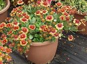 Gaillardia grandiflora