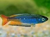 Perca arcoiris
