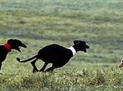 Estrategias Estados Combatientes China