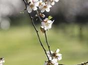 Disfruta “espectacular floración” 1.600 almendros Quinta Molinos