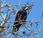 Corvus frugilegus Barcelona: aparición excepcional