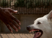 Cine grano: Perro blanco (White Dog, Samuel Fuller, 1982)