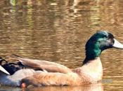 Sigue pato azulón híbrido