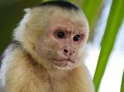 #Venezuela: Once #monos murieron tras ataque abejas Parque Generalísimo Francisco Miranda (PARQUE ESTE)