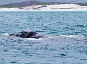 Hermanus, cómo visitar paraíso ballenas Sudáfrica