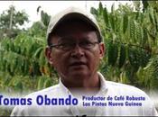 ¿Dónde produce café robusta?