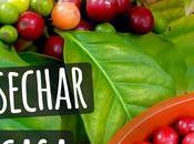 ¿Cómo procedimiento café antes llegar mesa?