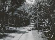 carretera forestal 1950