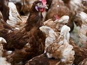 hombre enviado prisión asustar hasta muerte miles pollos
