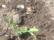 Tomates, fecha