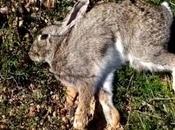 docena conejos muertos Turó Parc Barcelona