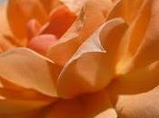 Flower Power