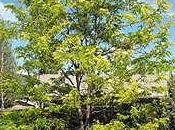 Acacia tres espinas (Gleditsia triacanthos