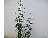 ¿Porqué plantar desde semilla?