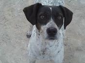 Alcolea pointer hembra probablemente preñada calle. pueblo sevilla. urgente!!
