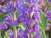 Propiedades salvia