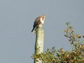 busardo ratonero poco diferente