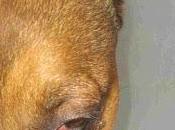 INU, meses jaula, enfermo ansioso. Perrera Valencia ayudas?