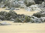 Primera avefría otra patiamarilla carnet