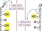 Sistema inmunitario selección sexual aparición Homo