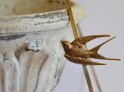 Diadema Swallow bronce