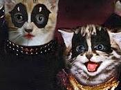 Tapas DISCOS ROCK... ¡Con Gatitos!