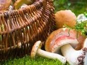 Seta Certeza Boletus Certitudo)