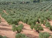 Rebajado índice corrector para olivar Jaén