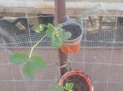 fresas, nuevo metodo