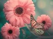 5.466 nacen pétalos...