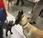 horas punta perros pueden viajar metro Barcelona