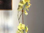 🪻Crecimiento Orquídeas🪻