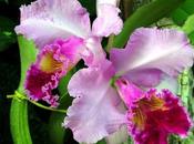 orquídea, flor misteriosa exótica