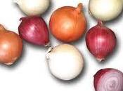 Cebolla, historia