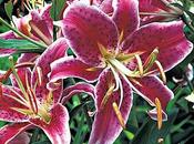 Lilium