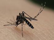 Mosquito Tigre Propagador enfermedades