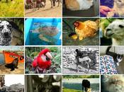 Animales mundo